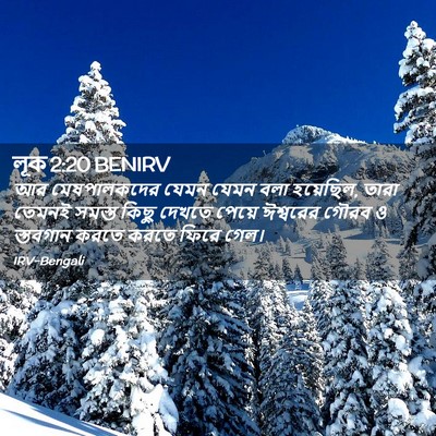 Picture 02 - লূক 2:20 BENIRV - আর মেষপালকদের - Bible Verse Picture