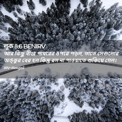 Picture 02 - লূক 8:6 BENIRV - আর কিছু বীজ পাথরের - Bible Verse Picture