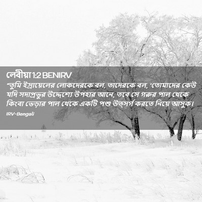 Picture 02 - লেবীয়া 1:2 BENIRV - “তুমি ইস্রায়েলের - Bible Verse Picture