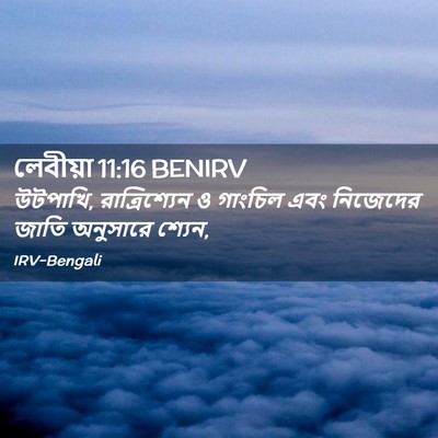 Picture 02 - লেবীয়া 11:16 BENIRV - উটপাখি, - Bible Verse Picture