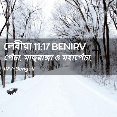Picture 02 - লেবীয়া 11:17 BENIRV - পেঁচা, মাছরাঙ্গা ও - Bible Verse Picture