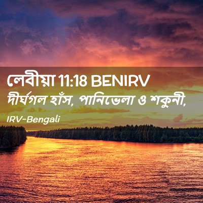 Picture 02 - লেবীয়া 11:18 BENIRV - দীর্ঘগল হাঁস, - Bible Verse Picture
