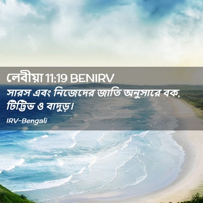 Picture 02 - লেবীয়া 11:19 BENIRV - সারস এবং নিজেদের - Bible Verse Picture