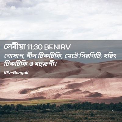 Picture 02 - লেবীয়া 11:30 BENIRV - গোসাপ, নীল টিকটিকি, - Bible Verse Picture