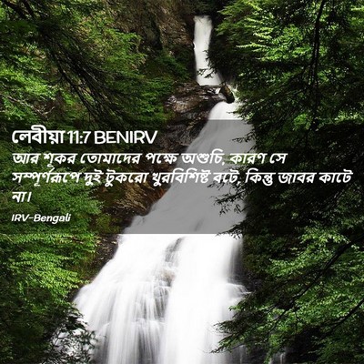 Picture 02 - লেবীয়া 11:7 BENIRV - আর শূকর তোমাদের - Bible Verse Picture