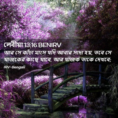 Picture 02 - লেবীয়া 13:16 BENIRV - আর সে কাঁচা মাংস - Bible Verse Picture