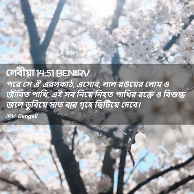 Picture 02 - লেবীয়া 14:51 BENIRV - পরে সে ঐ এরসকাঠ, - Bible Verse Picture