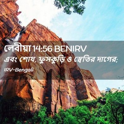Picture 02 - লেবীয়া 14:56 BENIRV - এবং শোথ, ফুসকুড়ি ও - Bible Verse Picture