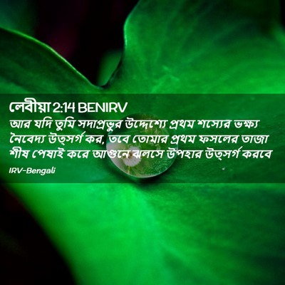 Picture 02 - লেবীয়া 2:14 BENIRV - আর যদি তুমি - Bible Verse Picture
