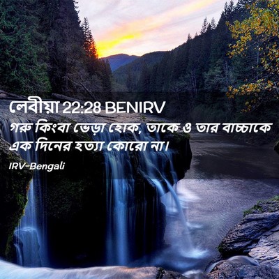 Picture 02 - লেবীয়া 22:28 BENIRV - গরু কিংবা ভেড়া - Bible Verse Picture