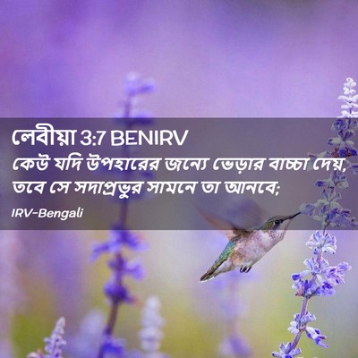 Picture 02 - লেবীয়া 3:7 BENIRV - কেউ যদি উপহারের - Bible Verse Picture