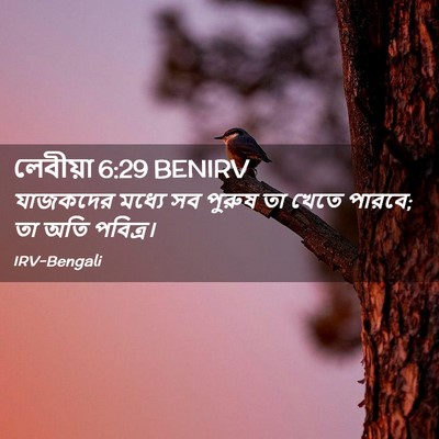 Picture 02 - লেবীয়া 6:29 BENIRV - যাজকদের মধ্যে সব - Bible Verse Picture
