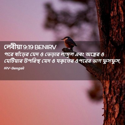 Picture 02 - লেবীয়া 9:19 BENIRV - পরে ষাঁড়ের মেদ ও - Bible Verse Picture
