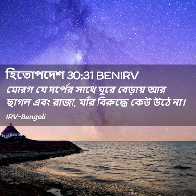 Picture 02 - হিতোপদেশ 30:31 BENIRV - মোরগ যে দর্পের - Bible Verse Picture