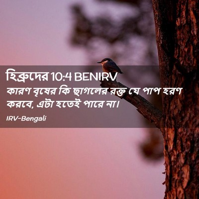 Picture 02 - হিব্রুদের 10:4 BENIRV - কারণ বৃষের কি - Bible Verse Picture