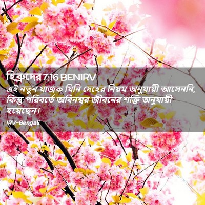 Picture 02 - হিব্রুদের 7:16 BENIRV - এই নতুন যাজক যিনি - Bible Verse Picture