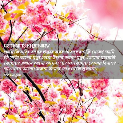 Picture 02 - হোচেয়া 13:14 BENIRV - আমি কি সত্যি তাদের - Bible Verse Picture