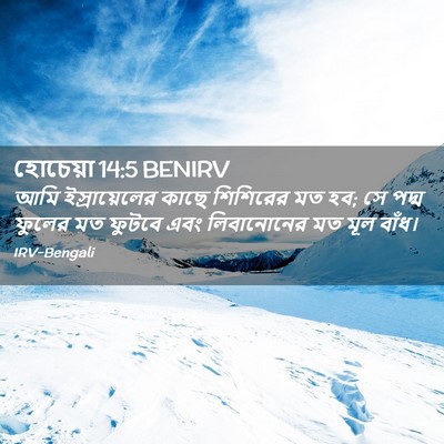 Picture 02 - হোচেয়া 14:5 BENIRV - আমি ইস্রায়েলের - Bible Verse Picture