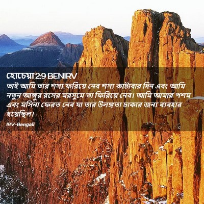 Picture 02 - হোচেয়া 2:9 BENIRV - তাই আমি তার শস্য - Bible Verse Picture
