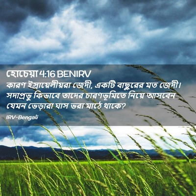 Picture 02 - হোচেয়া 4:16 BENIRV - কারণ - Bible Verse Picture