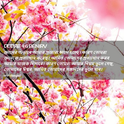 Picture 02 - হোচেয়া 4:6 BENIRV - জ্ঞানের অভাবে - Bible Verse Picture