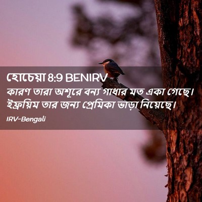 Picture 02 - হোচেয়া 8:9 BENIRV - কারণ তারা অশূরে - Bible Verse Picture