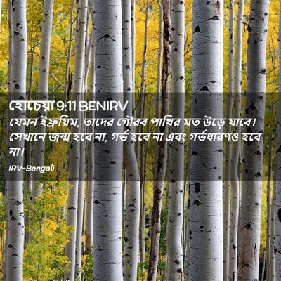 Picture 02 - হোচেয়া 9:11 BENIRV - যেমন ইফ্রয়িম, - Bible Verse Picture
