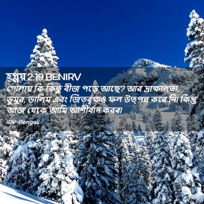 Picture 02 - হ্গ্গয় 2:19 BENIRV - গোলায় কি কিছু বীজ - Bible Verse Picture