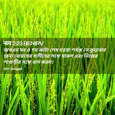 Picture 02 - ৰূথ 2:23 BENIRV - অতএব যব ও গম কাটা - Bible Verse Picture