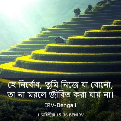 Picture 03 - 1 কৰিন্থীয়া 15:36 BENIRV - হে নির্বোধ, তুমি - Bible Verse Picture