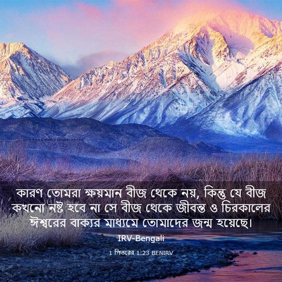 Picture 03 - 1 পিতরের 1:23 BENIRV - কারণ তোমরা - Bible Verse Picture