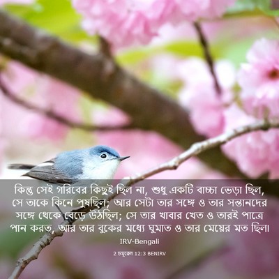 Picture 03 - 2 চমূৱেল 12:3 BENIRV - কিন্তু সেই গরিবের - Bible Verse Picture