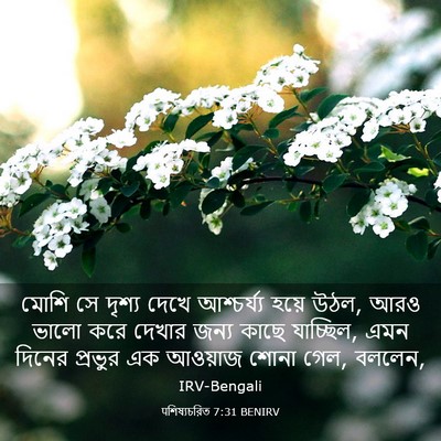 Picture 03 - पশিষ্যচরিত 7:31 BENIRV - মোশি সে দৃশ্য দেখে - Bible Verse Picture