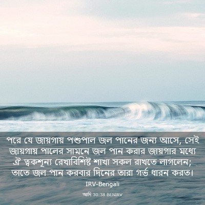 Picture 03 - আদি 30:38 BENIRV - পরে যে জায়গায় - Bible Verse Picture