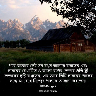 Picture 03 - আদি 30:40 BENIRV - পরে যাকোব সেই সব - Bible Verse Picture