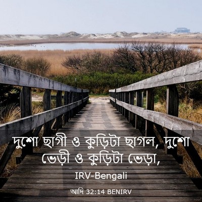 Picture 03 - আদি 32:14 BENIRV - দুশো ছাগী ও - Bible Verse Picture