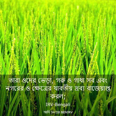 Picture 03 - আদি 34:28 BENIRV - তারা ওদের ভেড়া, - Bible Verse Picture