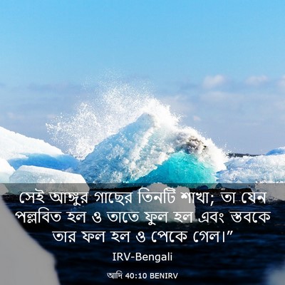 Picture 03 - আদি 40:10 BENIRV - সেই আঙ্গুর গাছের - Bible Verse Picture