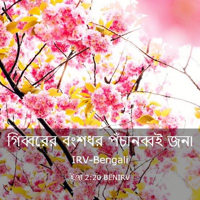 Picture 03 - ইজ্ৰা 2:20 BENIRV - গিব্বরের বংশধর - Bible Verse Picture