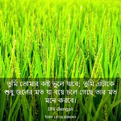 Picture 03 - ইয়োব 11:16 BENIRV - তুমি তোমার কষ্ট - Bible Verse Picture