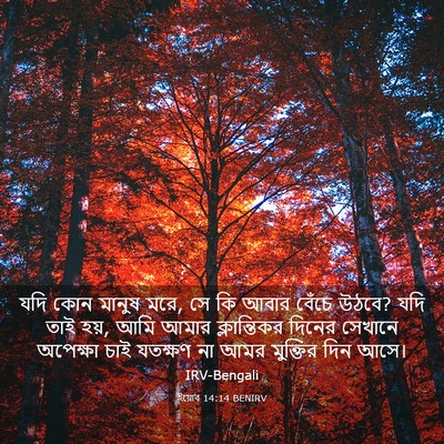 Picture 03 - ইয়োব 14:14 BENIRV - যদি কোন মানুষ মরে, - Bible Verse Picture