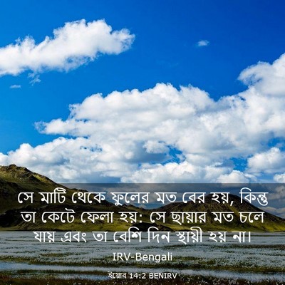 Picture 03 - ইয়োব 14:2 BENIRV - সে মাটি থেকে ফুলের - Bible Verse Picture