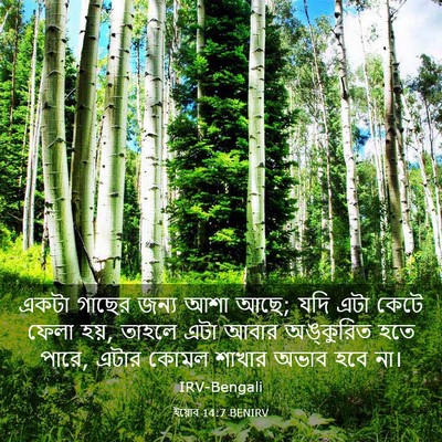 Picture 03 - ইয়োব 14:7 BENIRV - একটা গাছের জন্য - Bible Verse Picture