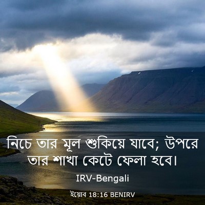 Picture 03 - ইয়োব 18:16 BENIRV - নিচে তার মূল - Bible Verse Picture