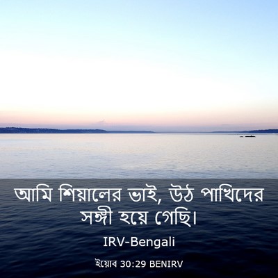Picture 03 - ইয়োব 30:29 BENIRV - আমি শিয়ালের ভাই, - Bible Verse Picture