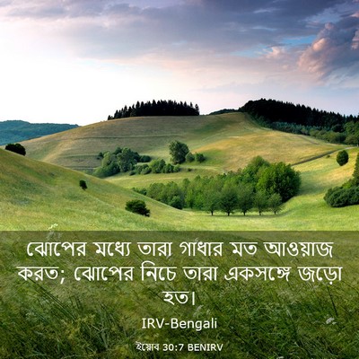 Picture 03 - ইয়োব 30:7 BENIRV - ঝোপের মধ্যে তারা - Bible Verse Picture