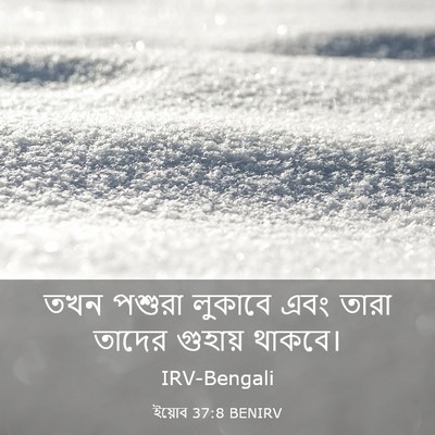 Picture 03 - ইয়োব 37:8 BENIRV - তখন পশুরা লুকাবে - Bible Verse Picture