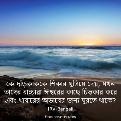 Picture 03 - ইয়োব 38:41 BENIRV - কে দাঁড়কাককে - Bible Verse Picture