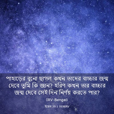 Picture 03 - ইয়োব 39:1 BENIRV - পাহাড়ের বুনো - Bible Verse Picture