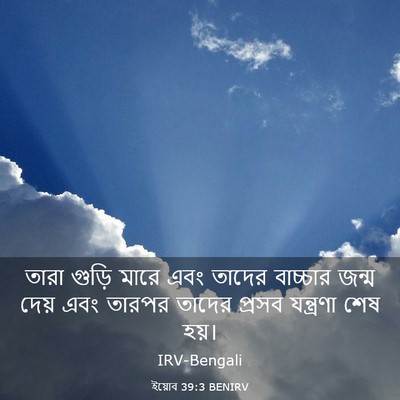 Picture 03 - ইয়োব 39:3 BENIRV - তারা গুড়ি মারে - Bible Verse Picture